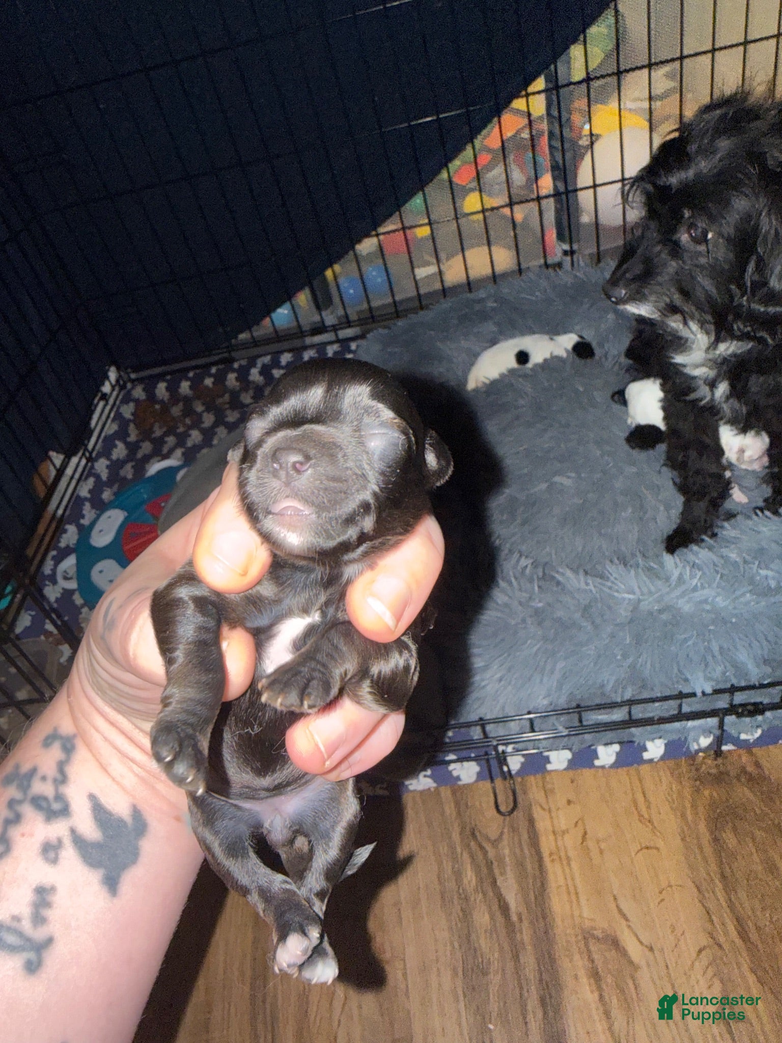Bichpoo dogs Hershey - Ad 1