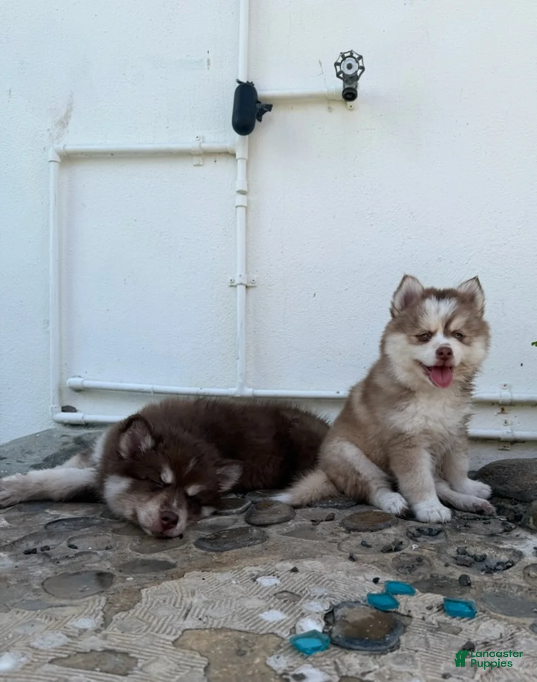 Pomsky dogs for sale: Queso - Ad 2