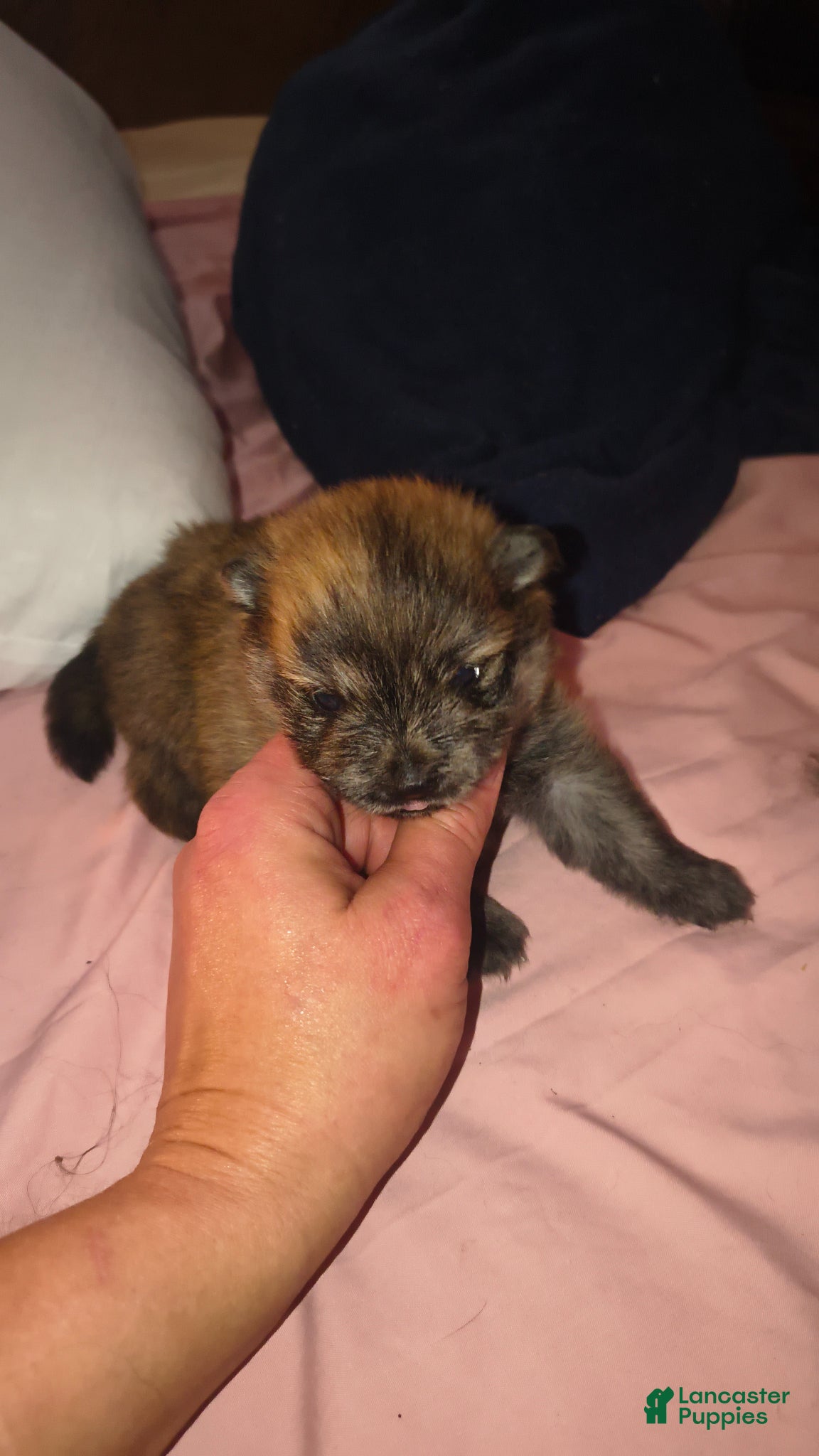 Pomeranian dogs Pomeranian Puppy 1 - Ad 3