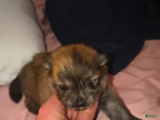 Pomeranian dogs Pomeranian Puppy 1 - Ad 3