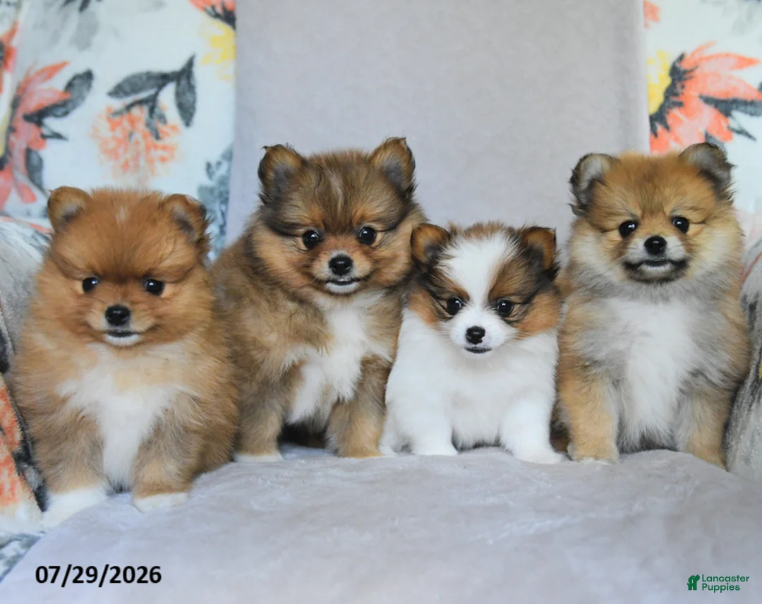 Pomeranian dogs for sale: Brittany - Ad 5