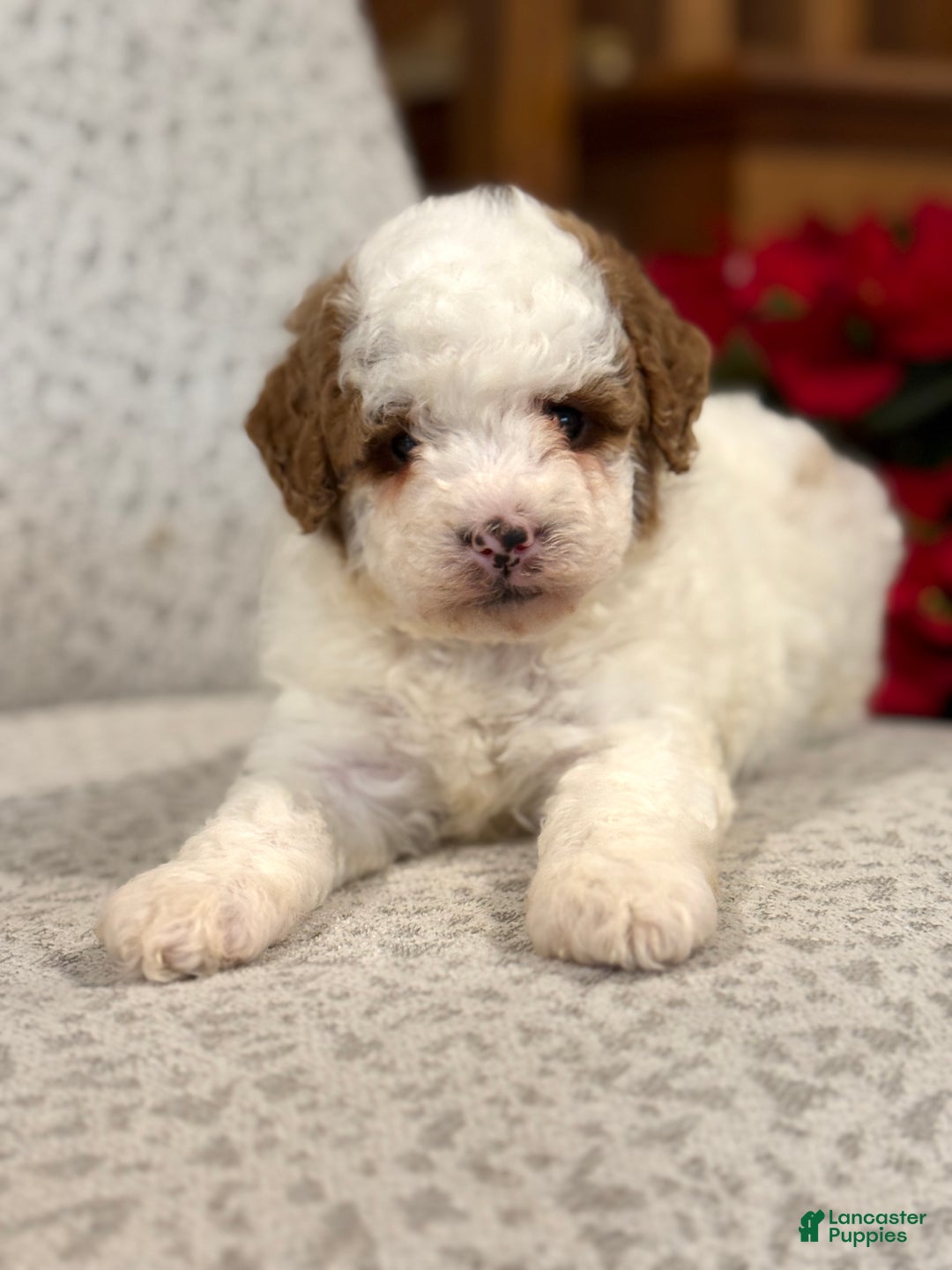 Miniature Poodle dogs for sale: Jasper  - Ad 11