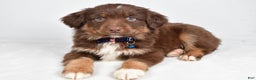 Miniature Australian Shepherd dogs for sale: Romeo - Ad 5