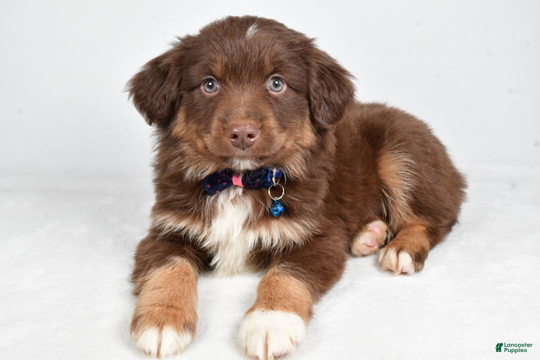 Miniature Australian Shepherd dogs for sale: Romeo - Ad 5