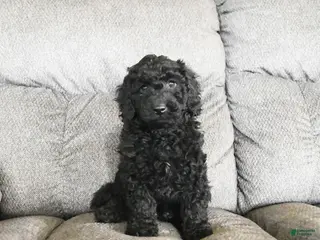 Cockapoo dogs Monty - Ad 18