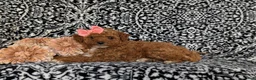 Toy Poodle dogs for sale: Sienna - Ad 4