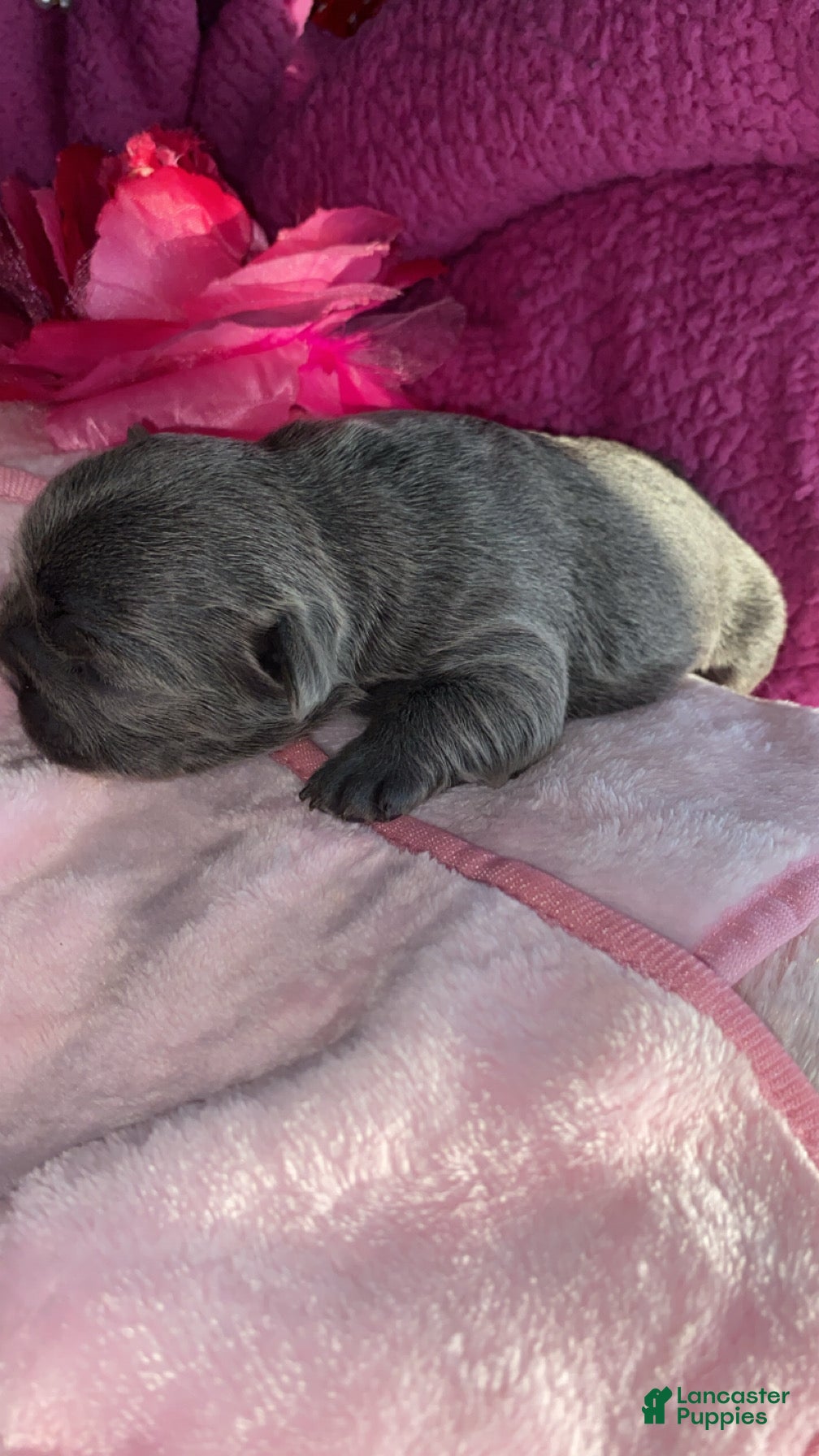 French Bulldog dogs French Bulldog Puppy 5 - Ad 13