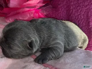 French Bulldog dogs French Bulldog Puppy 5 - Ad 13