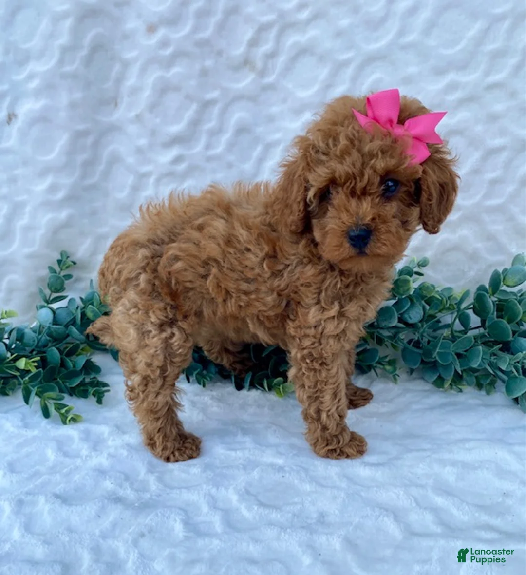 Miniature Poodle dogs for sale: Maggie - Ad 1