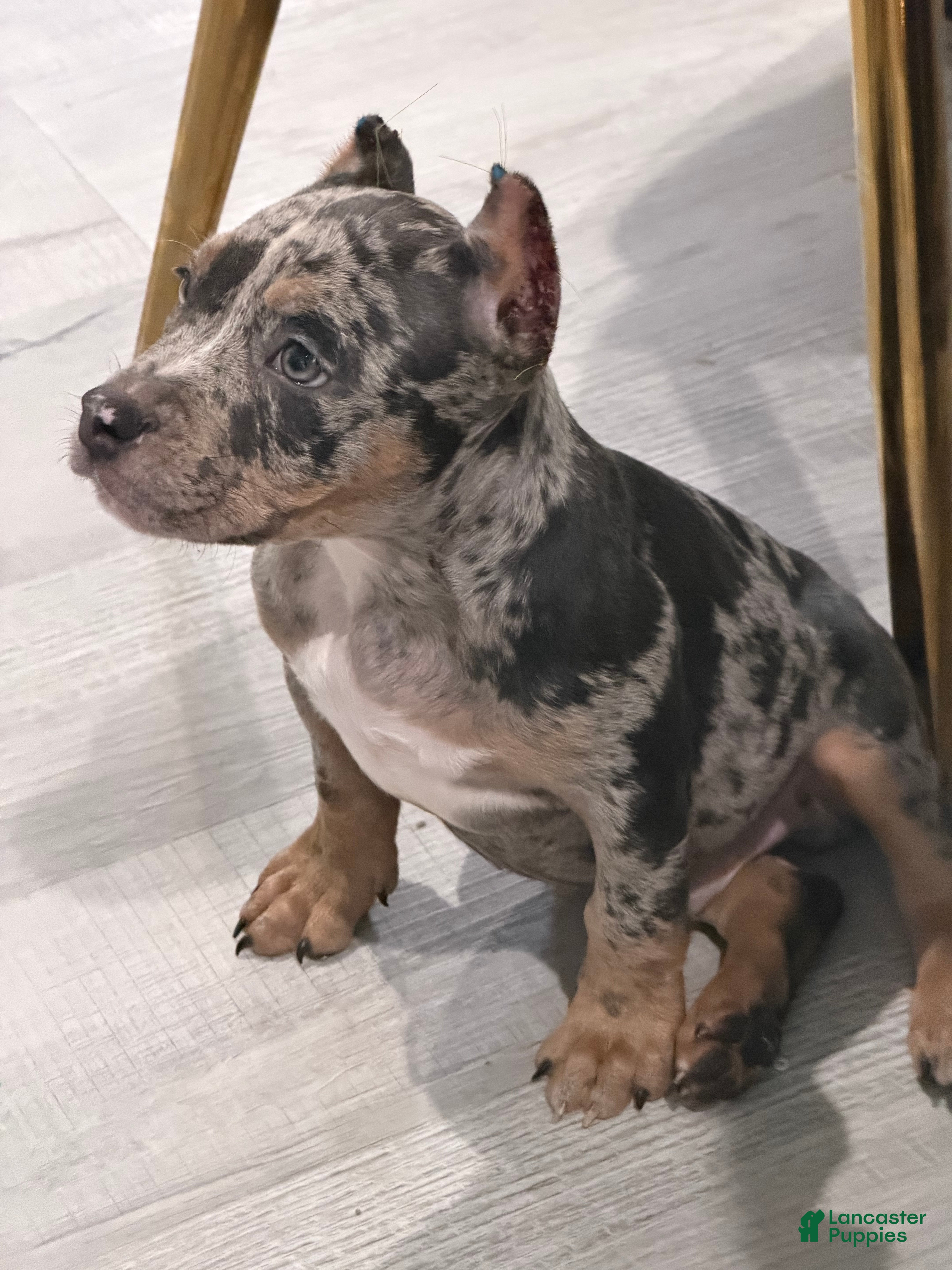 American Bully dogs American Bully 1 - Ad 2