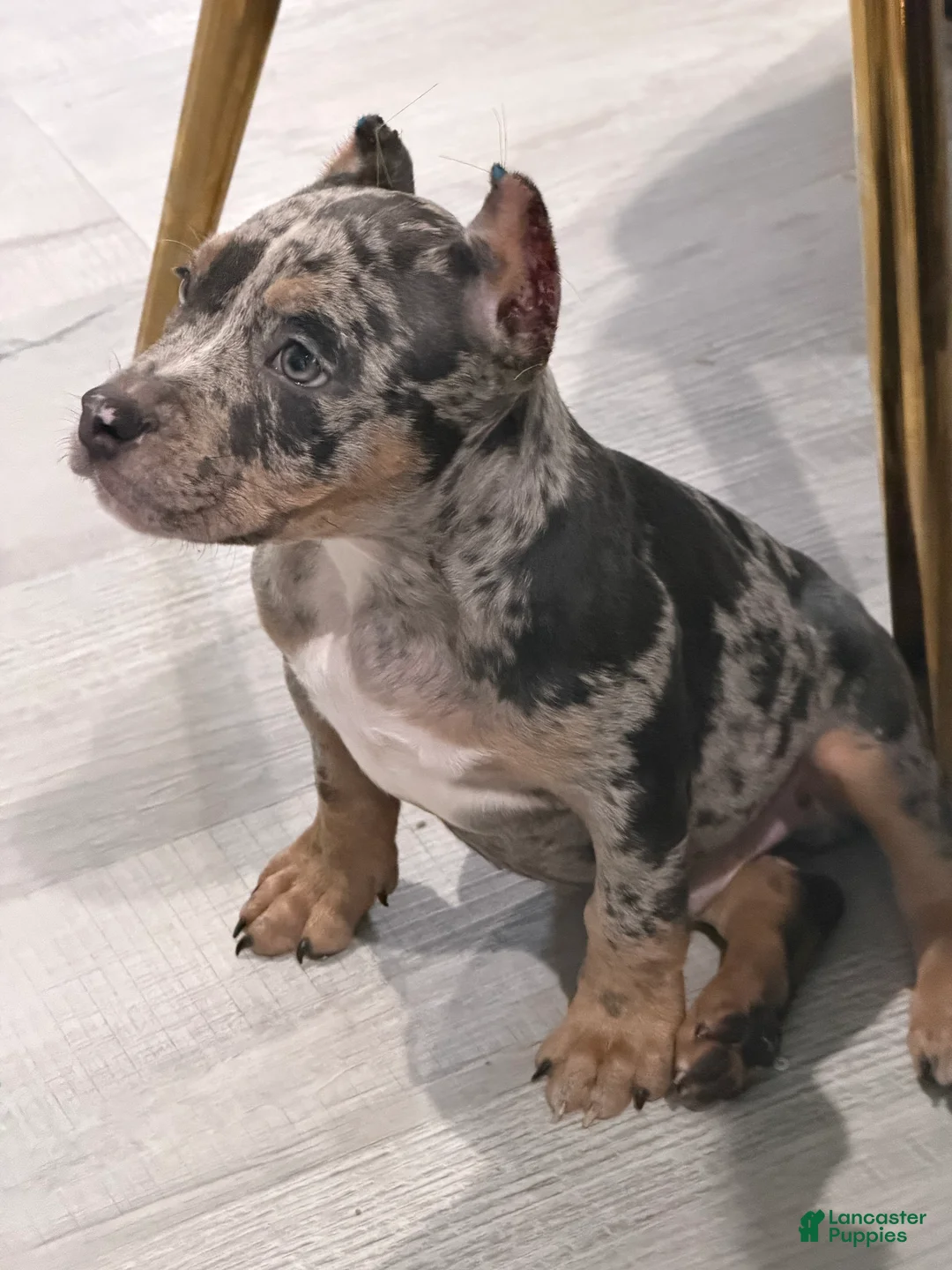 American Bully dogs for sale: American Bully 1 - Ad 2