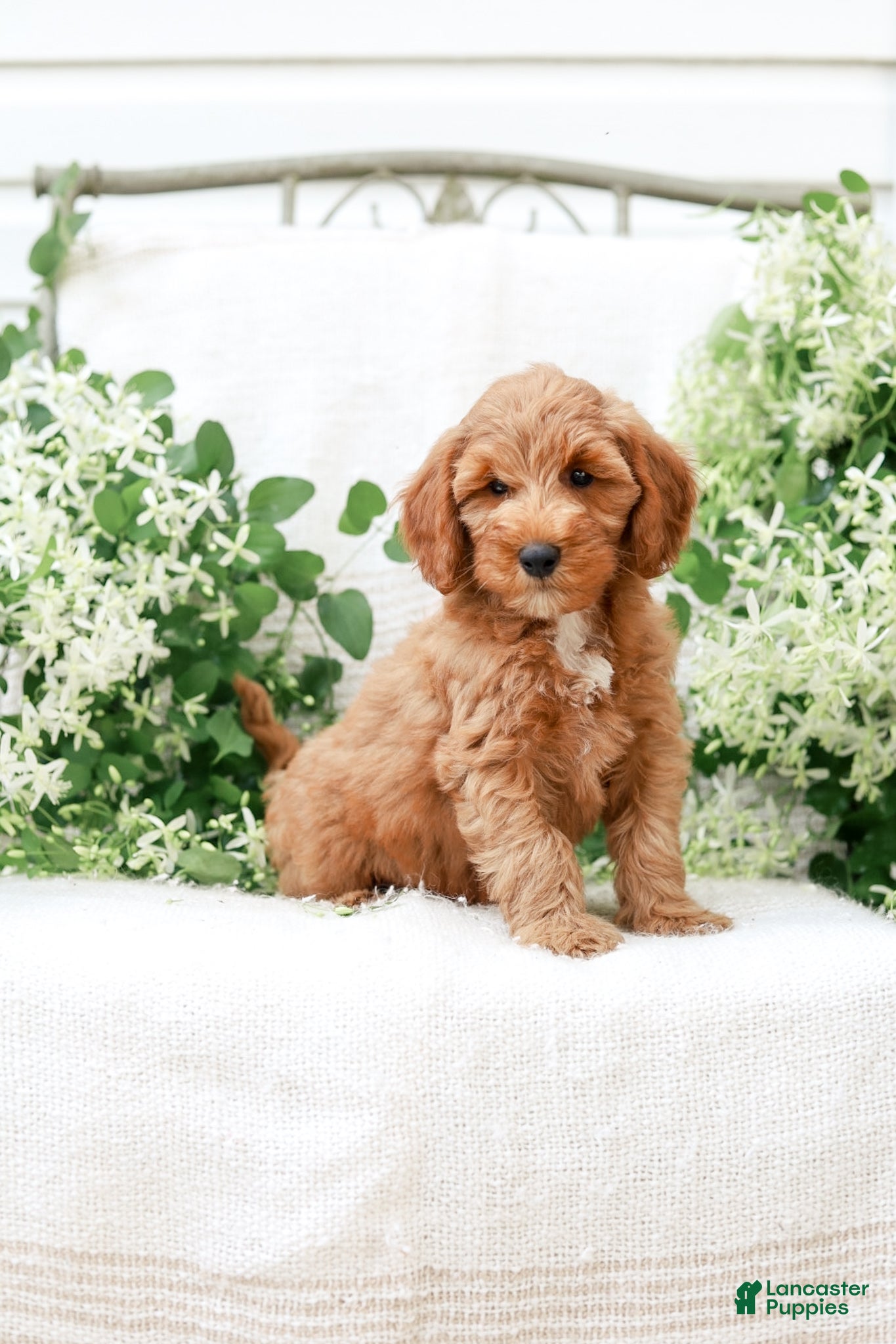 Mini Goldendoodle dogs Landon - Ad 2
