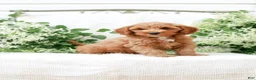 Mini Goldendoodle dogs for sale: Landon - Ad 2
