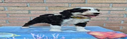 Mini Bernedoodle dogs for sale: Cocoa - Ad 3