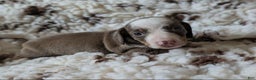 Miniature Dachshund dogs for sale: Miniature Dachshund Puppy 3 - Ad 1