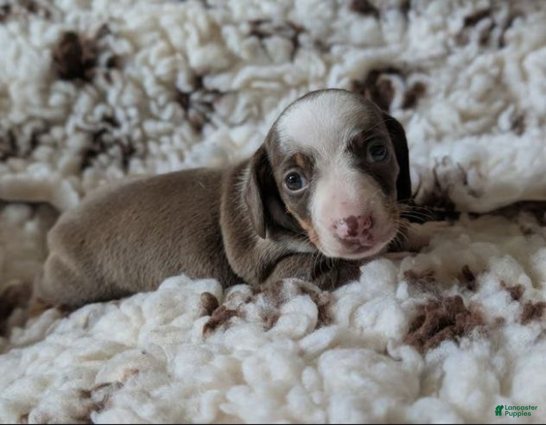 Miniature Dachshund dogs for sale: Miniature Dachshund Puppy 3 - Ad 1