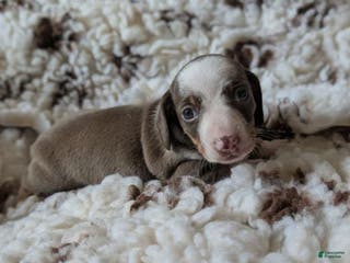 Miniature Dachshund dogs Miniature Dachshund Puppy 3 - Ad 32