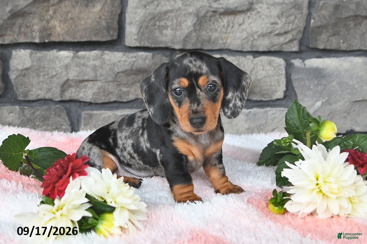 Miniature Dachshund dogs Freddie - Ad 2