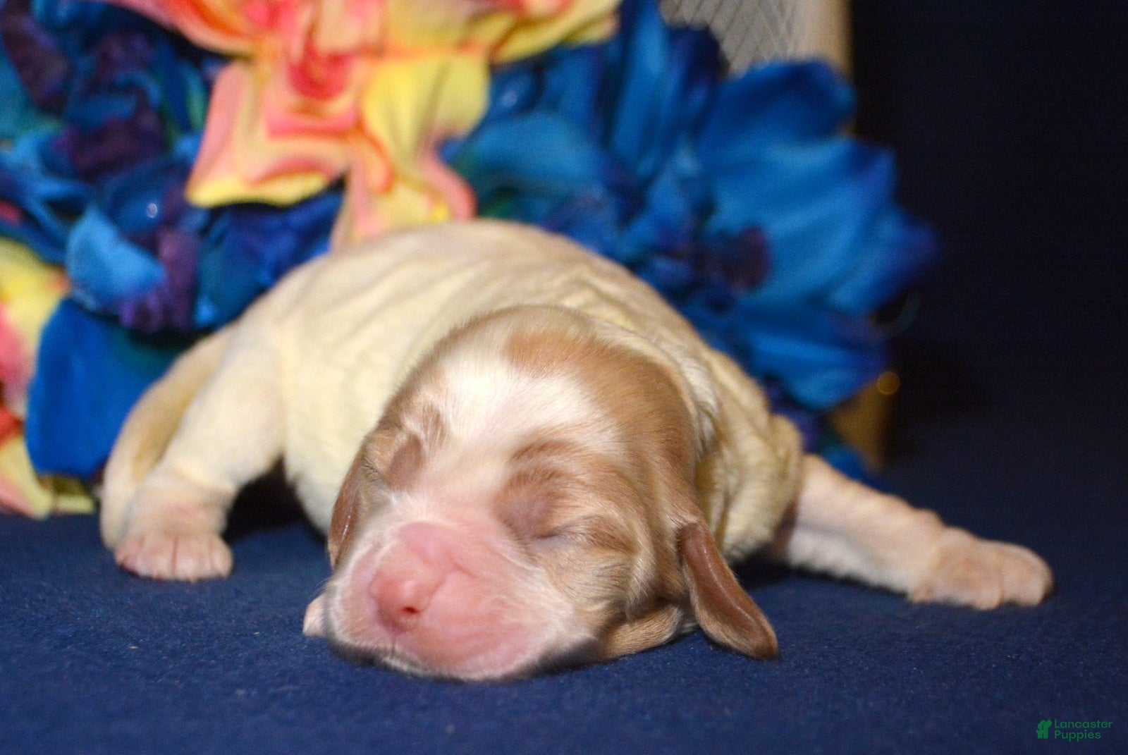 Cockapoo dogs Cockapoo Cari - Ad 41