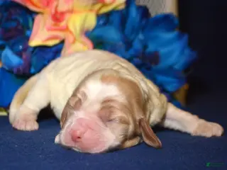 Cockapoo dogs Cockapoo Cari - Ad 41