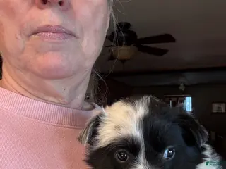 Border Collie dogs Border Collie Puppy 2 - Ad 19