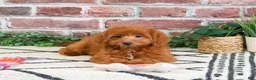 Cavapoo dogs for sale: Noelle  - Ad 5