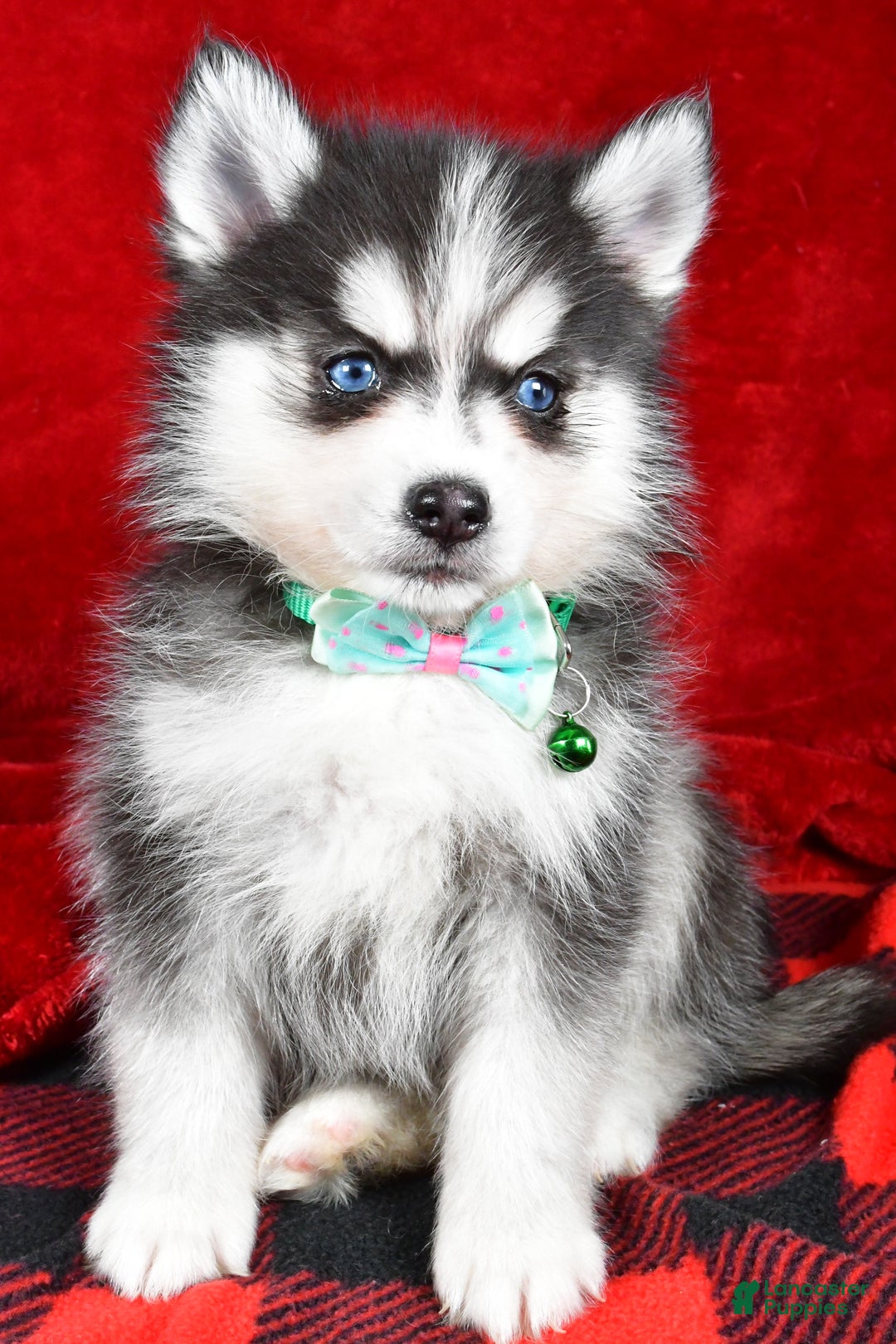 Pomsky dogs for sale: Vance - Ad 7