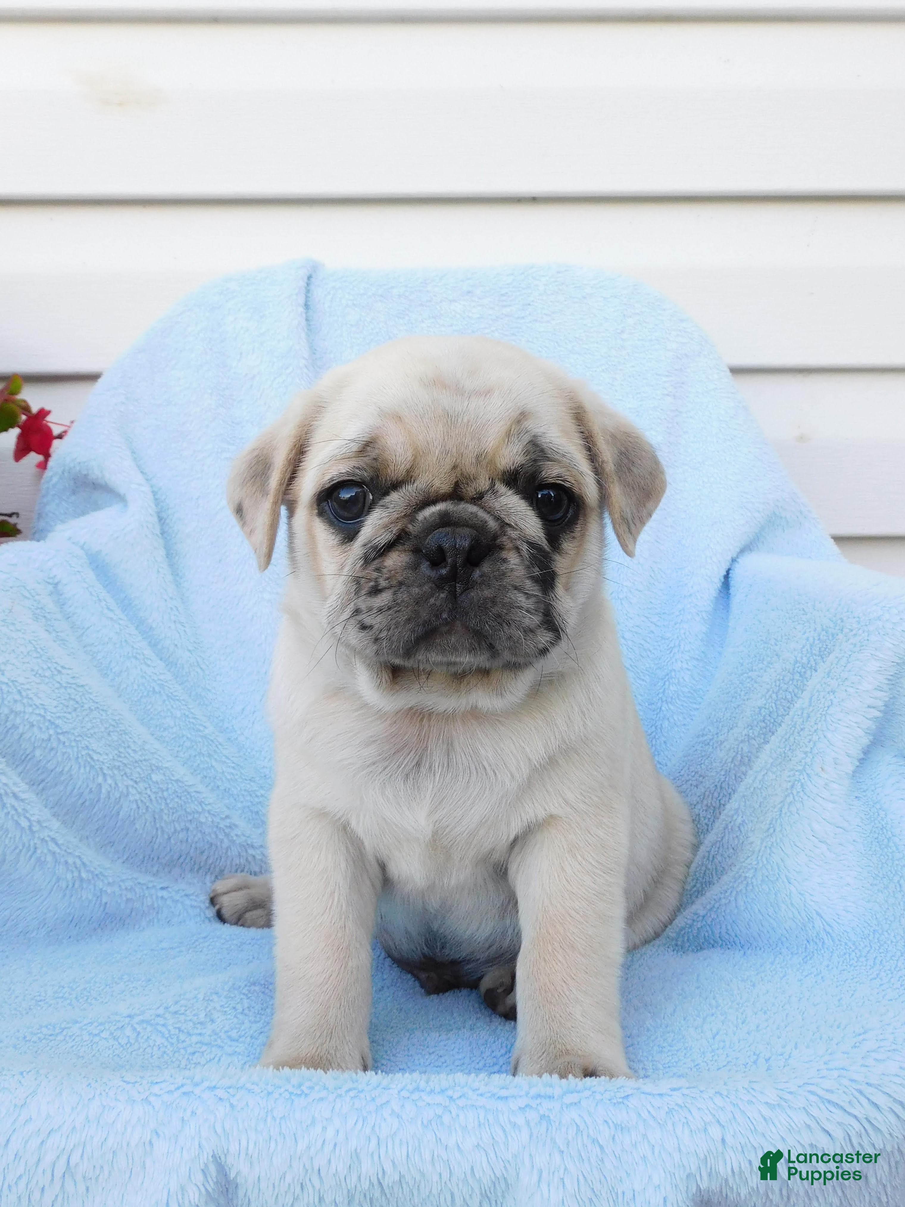 Pug dogs Hank - Ad 1