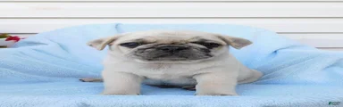Hank