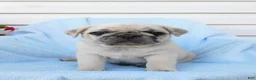 Pug dogs for sale: Hank - Ad 1