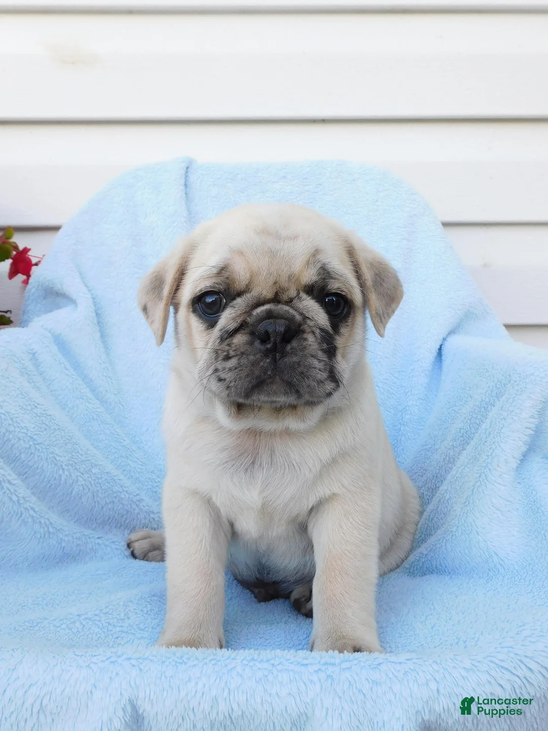 Pug dogs for sale: Hank - Ad 1