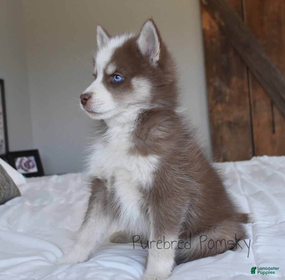 Pomsky dogs for sale: Walker - Ad 3
