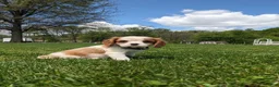 Cavalier King Charles Spaniel dogs for sale: Kimmie  - Ad 4