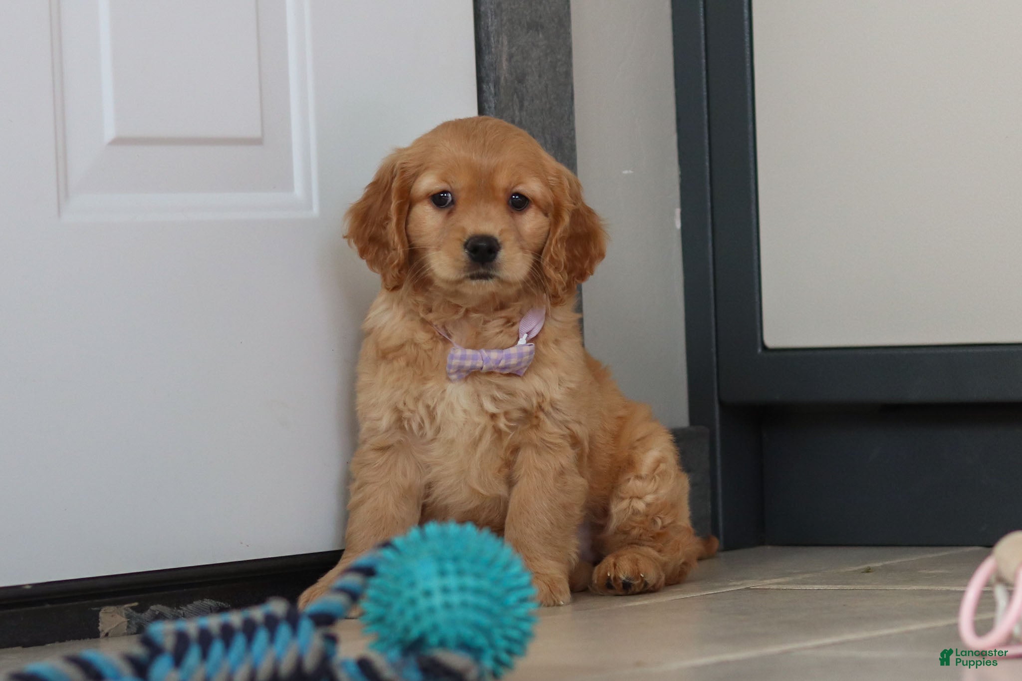 Miniature Golden Retriever dogs Olivia - Ad 4