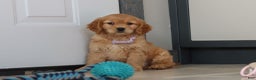 Miniature Golden Retriever dogs for sale: Olivia - Ad 1