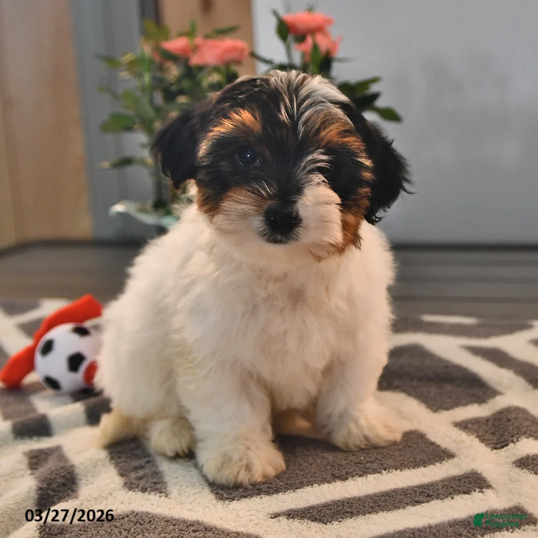 Biewer Terrier dogs for sale: Butterfly - Ad 1