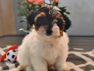 Biewer Terrier dogs for sale: Butterfly - Ad 3