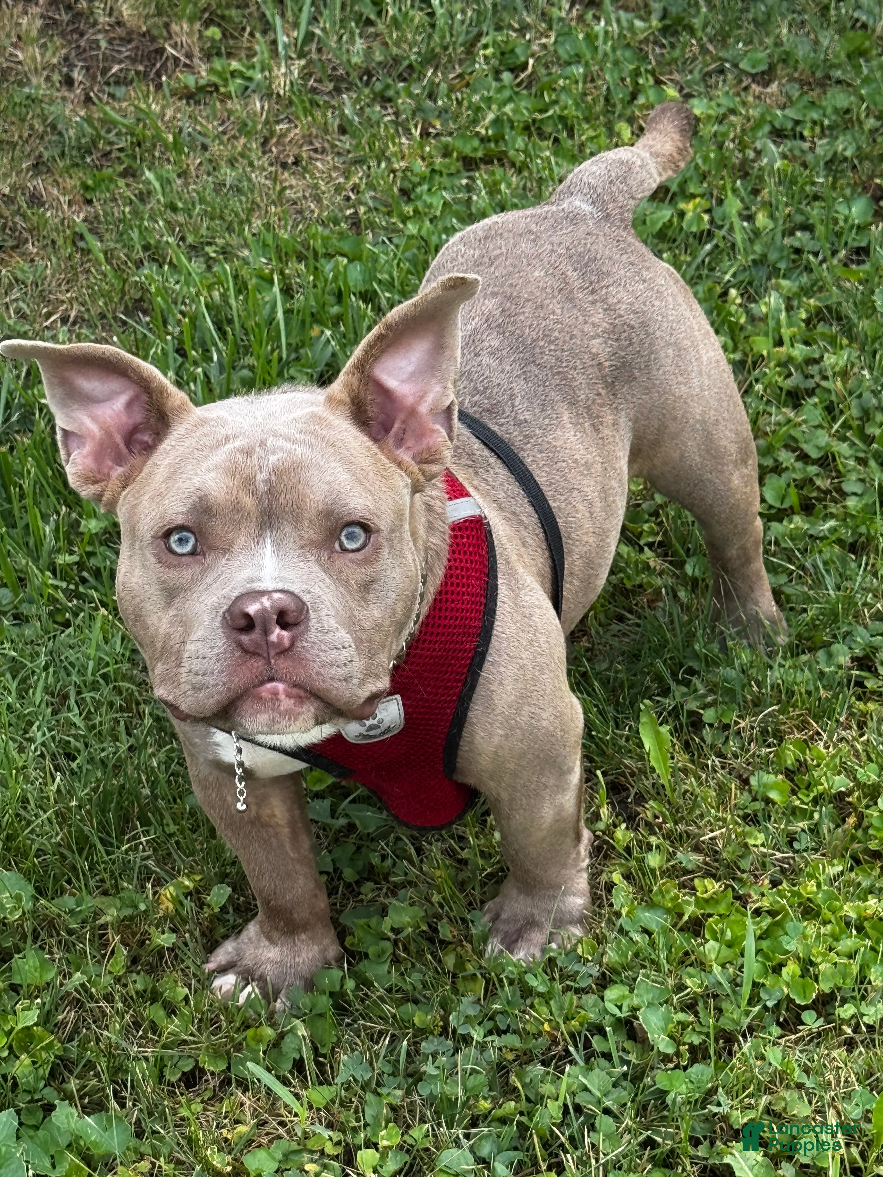 American Bully dogs Draco - Ad 2