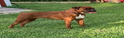 Boxer dogs for sale: Roscoe  - Ad 3
