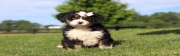 Mini Bernedoodle dogs for sale: Waffle - Ad 6
