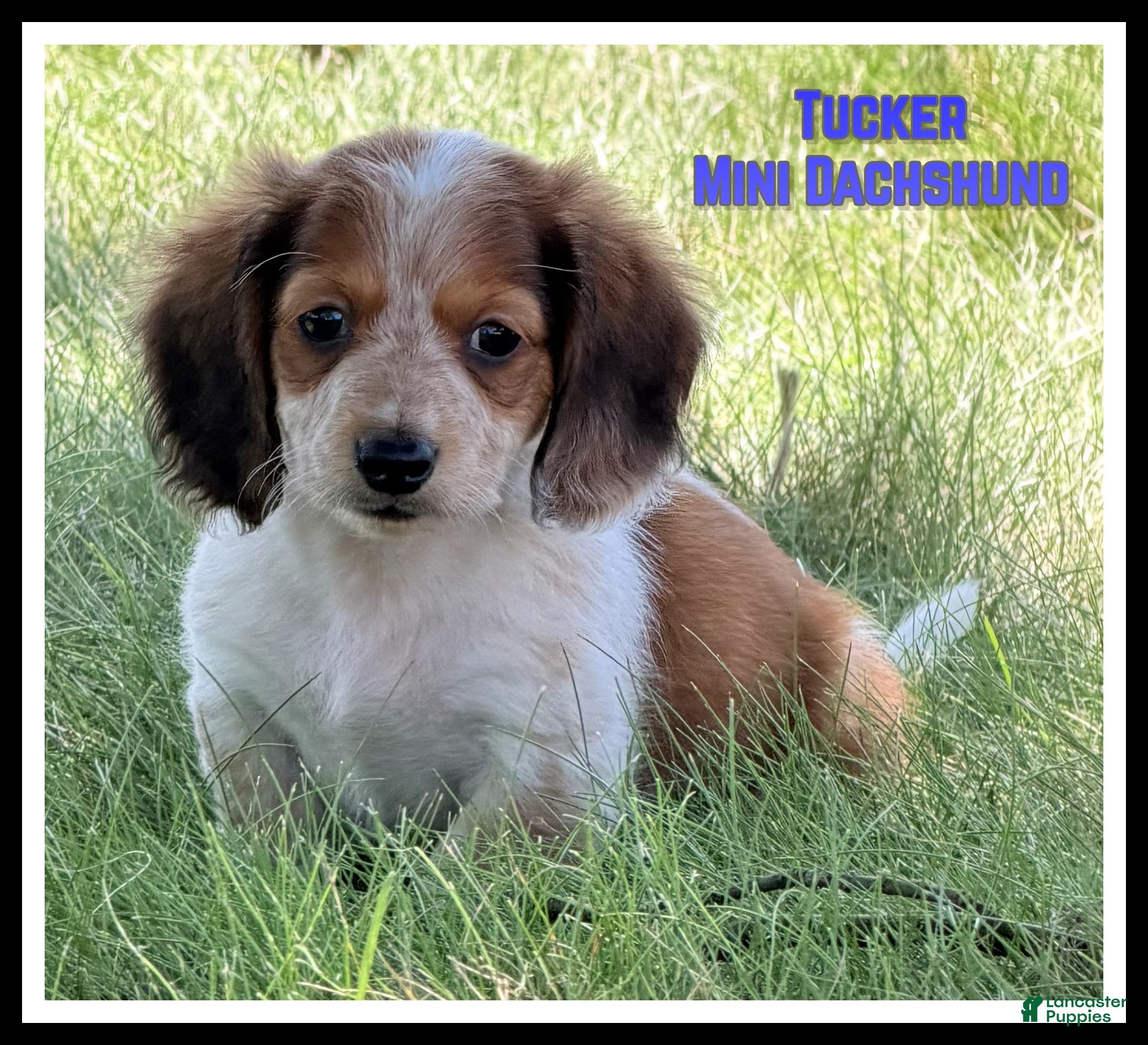 Miniature Dachshund dogs Tucker - Ad 1
