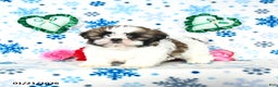 Shih Tzu dogs for sale: Lady - Ad 2