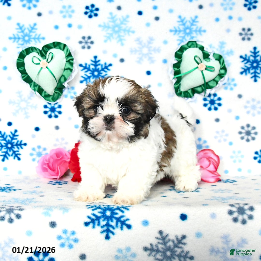 Shih Tzu dogs for sale: Lady - Ad 2