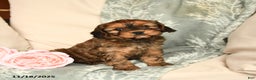 Cavapoo dogs for sale: Sparkles - Ad 2