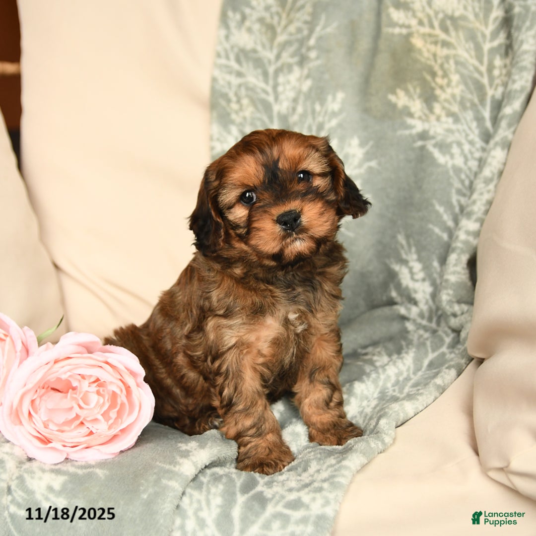 Cavapoo dogs for sale: Sparkles - Ad 2