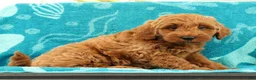 Mini Goldendoodle dogs for sale: Seager - Ad 6