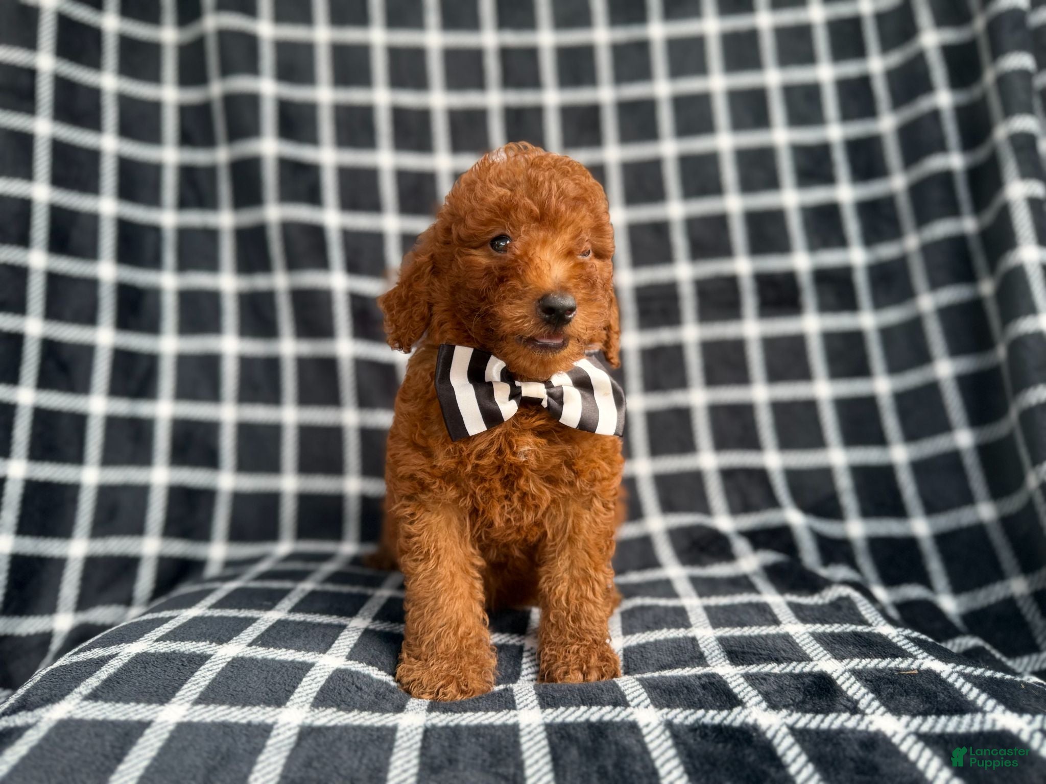 Mini Goldendoodle dogs Levi - Ad 2