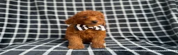 Mini Goldendoodle dogs for sale: Levi - Ad 2