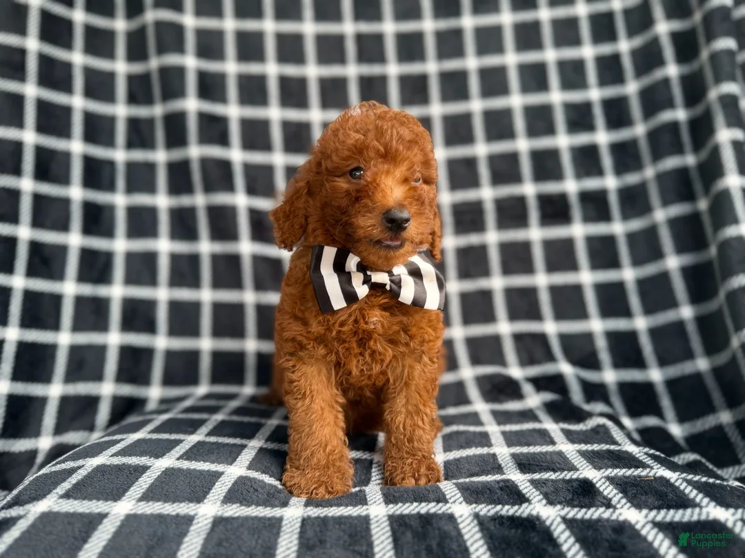 Mini Goldendoodle dogs for sale: Levi - Ad 2