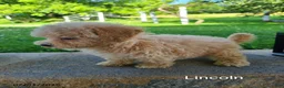 Bichpoo dogs for sale: Lincoln - Ad 3